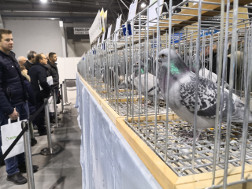 Targi ExpoGołębie 2020