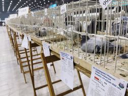 Targi ExpoGołębie 2022